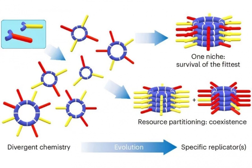 Самовоспроизводящиеся молекулы демонстрируют основные принципы эволюции Дарвина